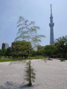 【季節の装い】七夕飾り設置🎋