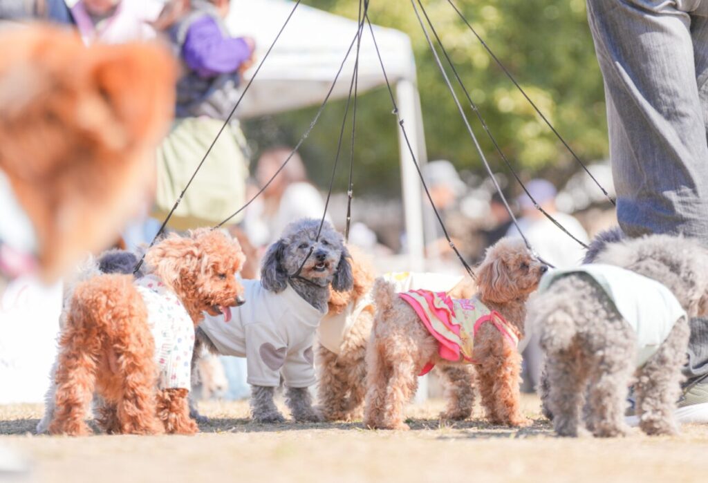 【イベント情報】ドッグフレンドリーフェスタ in 東京ミズマチ®・隅田公園 2025開催