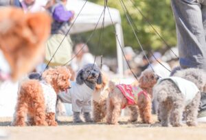 【イベント情報】ドッグフレンドリーフェスタ in 東京ミズマチ®・隅田公園 2025開催