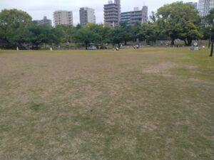 芝生広場一部養生のお知らせ（5/11～6月下旬）